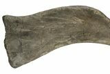 Fossil Hadrosaur (Maiasaura) Left Humerus Bone - Montana #214275-7